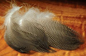 gadwall (canard chipeau) : plumes naturelles de flanc