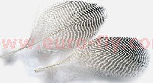 sarcelle (teal duck) : plumes naturelles de flanc