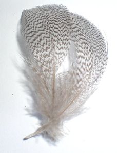 canard colvert (mallard) plumes de flanc naturelles