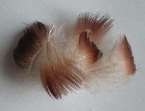 canard colvert (mallard) plumes de cou