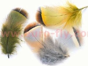 perdrix française (perdrix rouge) : plumes de corps