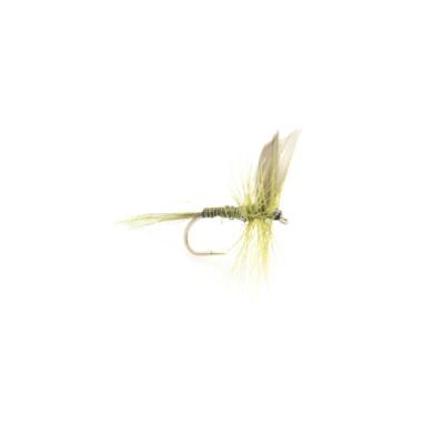 olive quill avec ailes (mouche seche ailee)