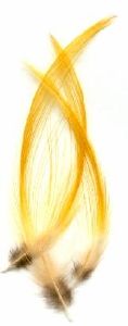 plume jaune de huppe de faisan dore (crete)