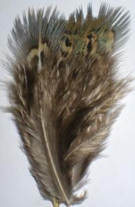 plume de faisan (ringneck) : plumes vertes de croupe