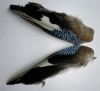 geai : paire d'ailes de geai