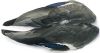 canard colvert (mallard) : paire d'ailes