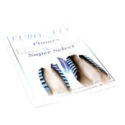 plumes bleues d'ailes de geai Super Select