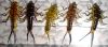 assortiment de 5 nymphes de stonefly ultra-réalistes (nymphe)