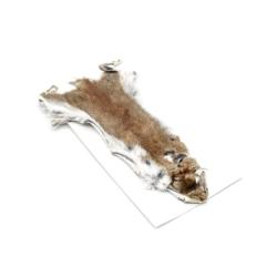 écureuil : peau entière tannée de Pine Squirrel