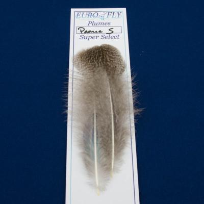 Petites plumes de paonne Super Select