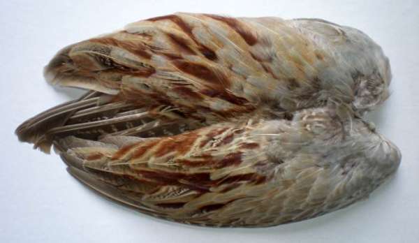 ailes de faisan de colchide séchée, ringneck pheasant wings