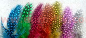 pintade : plumes teintées de corps en toutes tailles